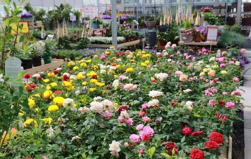 園藝界的 宜家 來了 盆栽 多肉 綠植一應俱全