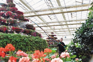 園藝產(chǎn)業(yè)園春光正好