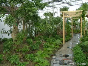 那些年,中農(nóng)金旺建造的園藝工程