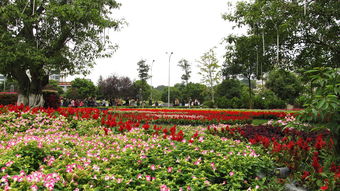 國慶市政府園藝花卉展隨拍