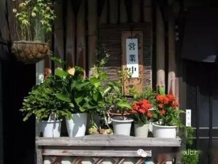 日本街頭園藝,這么亂糟糟也沒個(gè)人管管