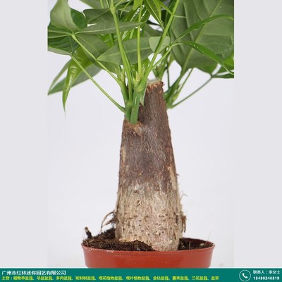 福州肉肉混裝盆栽_紅林園藝_質(zhì)量評價(jià)_產(chǎn)品牛掰