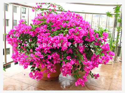 泉州市富春花境園藝︱主營產品︱產品發布︱觀花灌木︱三角梅