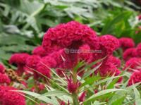 【山東草花】【山東草花專業生產基地】桂竹園藝[供應]_含油子仁、果仁、籽_世界工廠網中國產品信息庫