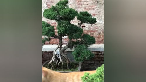看看咱盆景園剛修整的幾棵真柏盆景,咱家的小貓第一次上鏡 盆景 精品盆景 園藝 盆景藝術分享 老樁盆景 造型盆景