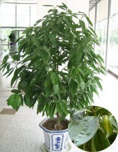 太原花卉租擺景盛園藝花卉養護要點_農副產品_世界工廠網