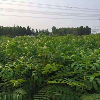 出售2016年培育紅油香椿苗 香椿苗批發(fā) 保證品種 香椿苗價格