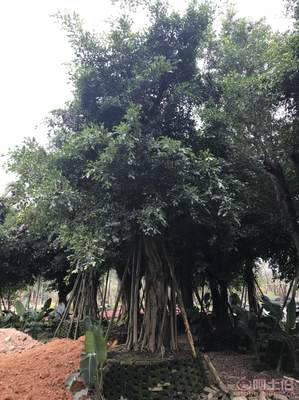 【小葉榕苗木直轄、品質(zhì)保證、最新報價】綠化苗木,價格,廠家,供應(yīng)商,花木,龍海市東泗興輝園藝場 - 產(chǎn)品庫