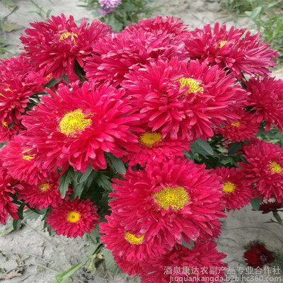 廠家直銷花卉種子 優(yōu)質(zhì)翠菊種子 重瓣紅色翠菊 江西臘七月 工程綠化 園藝花卉圖片_高清圖_細節(jié)圖-酒泉康達農(nóng)副產(chǎn)品專業(yè)合作社