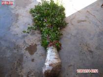 【紫薇苗,紫薇小苗,紅花紫薇苗,紅花紫薇小苗,紅花紫薇苗價格(內(nèi)有圖】,價格,報價,種類、品牌,廠家,供應(yīng)商,沭陽玉山花木園藝場(江蘇) - 產(chǎn)品庫 - 阿土伯交易網(wǎng)