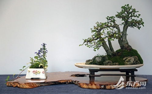 上海植物園小微盆景展開幕, 五一 限定非遺精品亮相