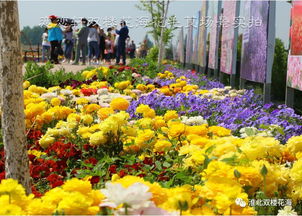 戀戀軒園藝的后花園 往期精彩回顧