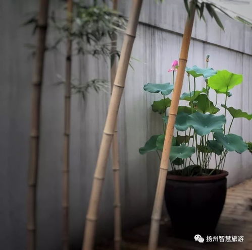 園藝扮靚你生活,商業(yè)空間作品十強作品新鮮出爐,你的pick在不在榜