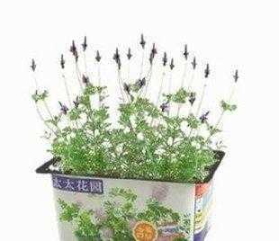 小花迷廠家/迷你植物|太太花園*熏衣草|辦公室園藝開心農場_農副產品_世界工廠網中國產品信息庫