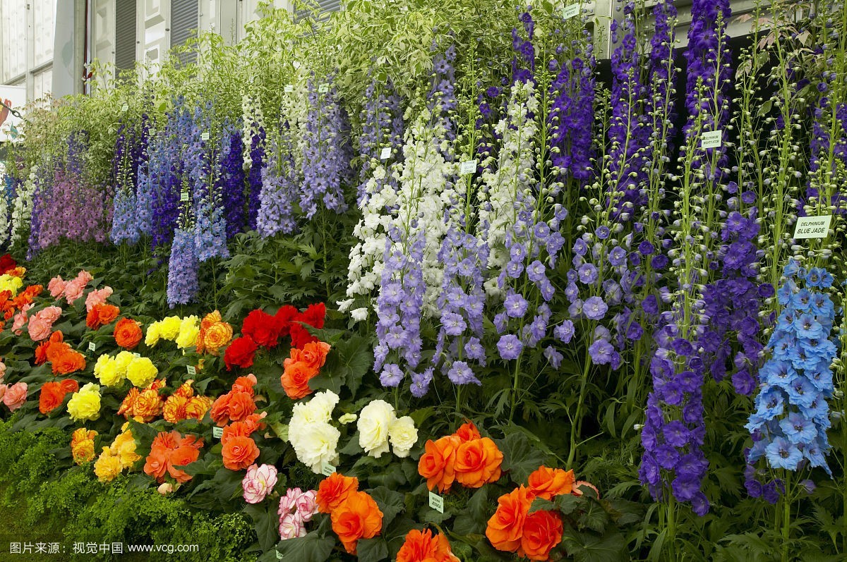 對話神級園藝大咖是一種什么樣的體驗?_文化_網