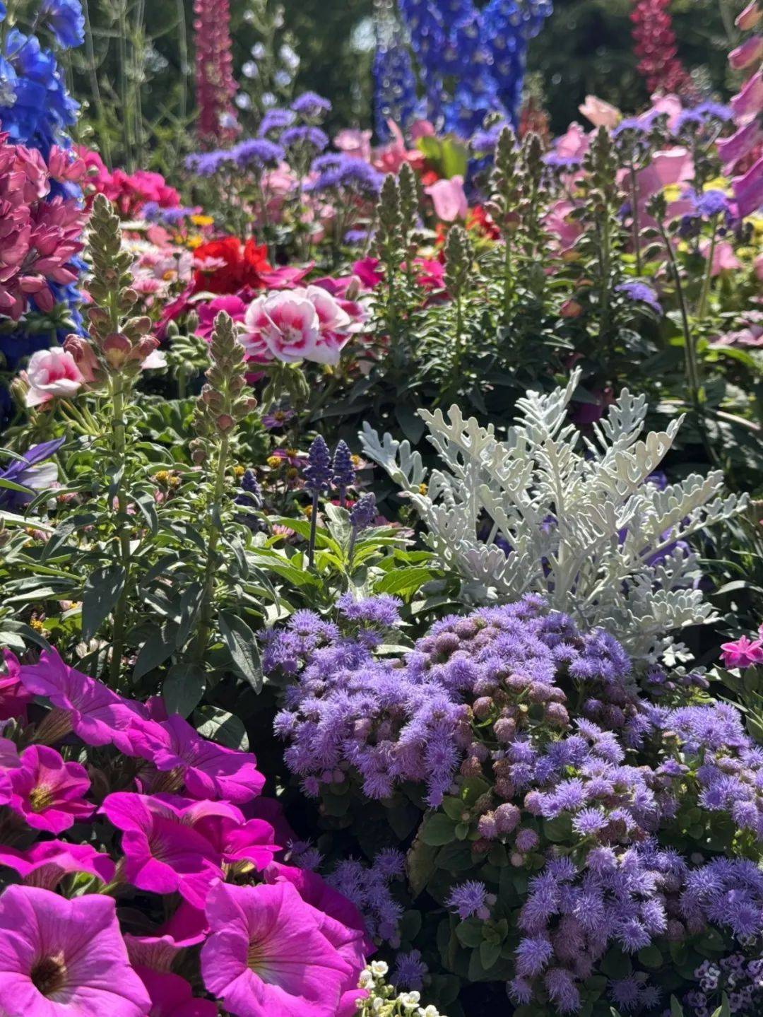 上海國際花展 | 特色園藝展示搶先看!_公園_城市_花壇