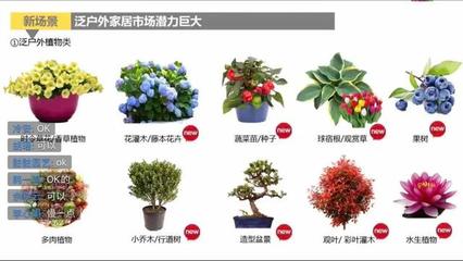 淘寶鮮花園藝線上展銷會,透漏了哪些行業(yè)趨勢