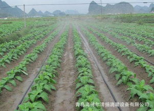滴灌帶圖片,滴灌帶高清圖片 海偉爾清揚微滴灌節水設備有限責任公司,
