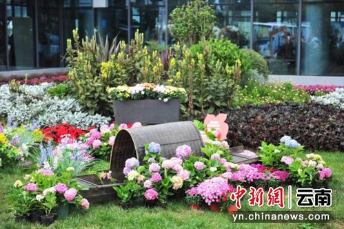 第六屆嵩明花博會開幕 展示品種達歷屆之最