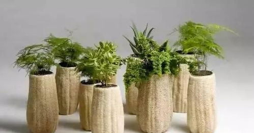 生活中的園藝小 花 招,實用又環保