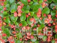 【四季秋海棠盆栽、自產自銷、觀賞植物】綠化苗木,價格,廠家,供應商,花木,龍海市東泗興輝園藝場 - 產品庫