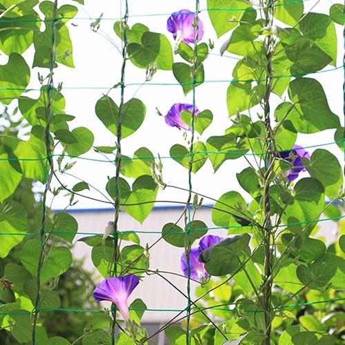 葡萄爬藤網薔薇鐵線蓮絲瓜黃瓜百香果爬藤架網子園藝用品工廠直銷