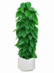 pvc園藝護欄產(chǎn)品供求信息圖文搜索結(jié)果_一呼百應(yīng) youboy.com