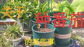 陽臺務(wù)農(nóng)初體驗 450元預(yù)算下的園藝農(nóng)資采購指南