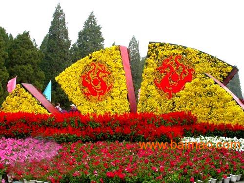 秀新花卉園藝 專業(yè)菊花造型供應(yīng)商與價格解析