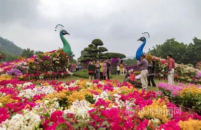 不可思議！兩只巨型孔雀驚艷亮相漳州花博會，竟是園藝杰作