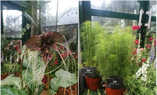 園藝療法 植物如何成為健康的守護(hù)者