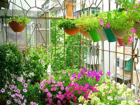 幸福家園，多彩園藝——趕緊報(bào)名參與吧！