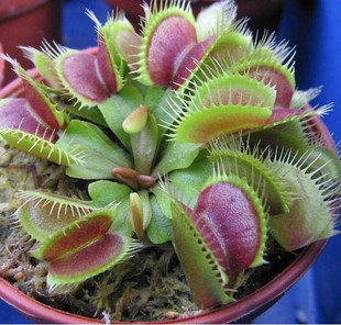 太原大同蟲草回收 專業采購平臺，好壞都收，園藝品質檢測全解析