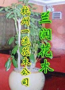 供應2010杭州蘋果園藝綠化公司 杭州綠化行業的領先企業