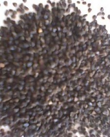 飛燕草種子批發指南 價格優勢與采購要點