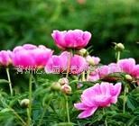 優質地被植物之芍藥 園藝中的瑰麗明珠