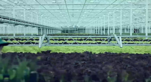 國際聚焦 地熱能在全球設施農業中的廣泛應用及園藝效益