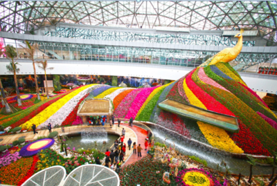 花韻春城——昆明花之城,云南之行最美一站