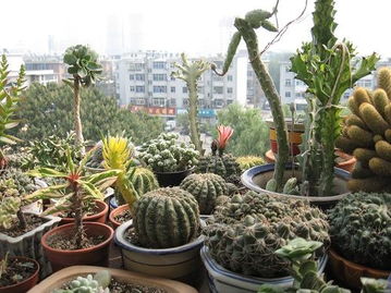 家庭園藝 兩集體照多漿植物養護指南