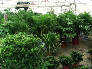 南縣興盛花卉園藝 打造綠色生活新體驗