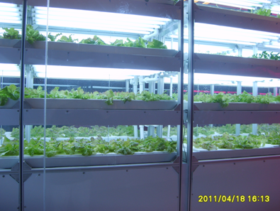 京鵬植物工廠綻放西安世園會引領綠色生活新時代