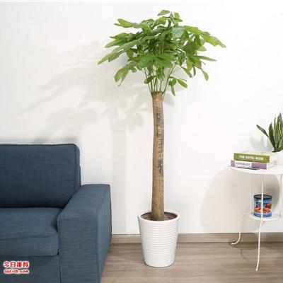 武漢工廠花卉綠化維護戶外養護,武漢園林花木植物銷售補栽