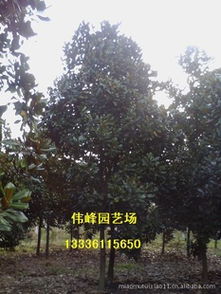 優質廣玉蘭特惠直供，杭州偉峰園藝場邀您共賞園林之美