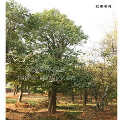 紅果冬青 冬日里的一抹亮色——武漢綠林園藝工程有限責任公司的園藝藝術