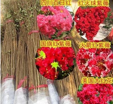 選購指南 四川紅花紫薇小苗——優質百日紅紫薇苗批發，規格齊全助力園藝造景